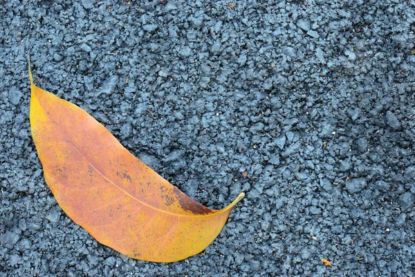 Textura de asfalto com folha marrom — Fotografia de Stock