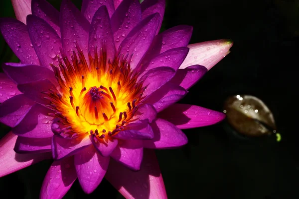 Giglio d'acqua viola fresco su sfondo scuro — Foto Stock