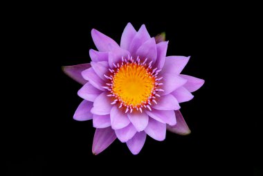vurgu shot Lotus kesmek