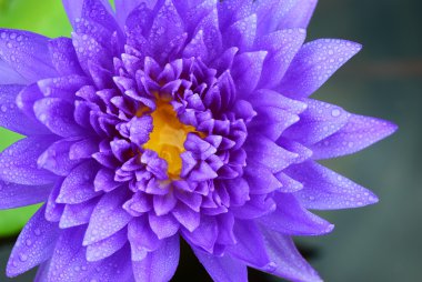taze mor lotus