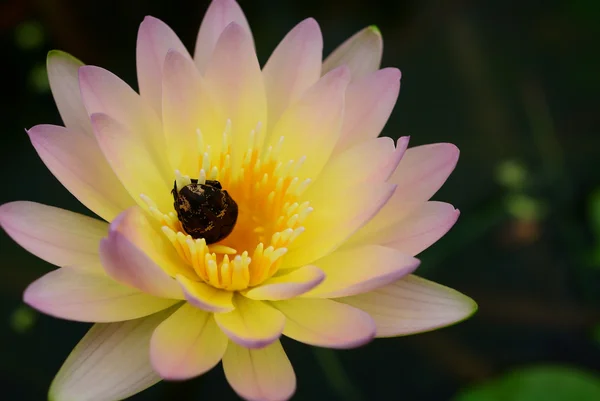 Insect in de lotus — Stockfoto