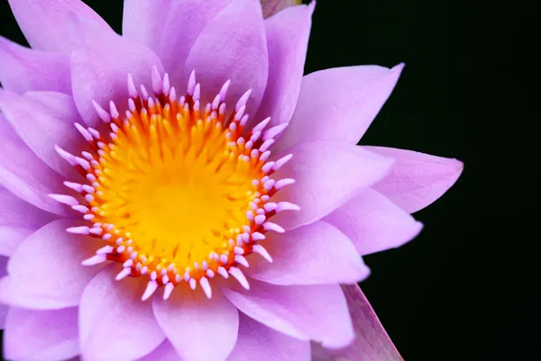 Paarse lotus achtergrond — Stockfoto