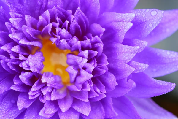 紫水のユリ — ストック写真