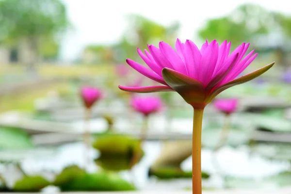 Water lily in the garden — Stock Photo, Image