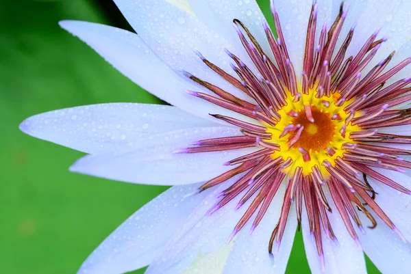 Pollen of lily — Stock Photo, Image