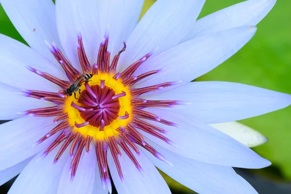 Včela v lotus — Stock fotografie
