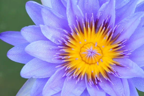 Close up violet water lily — Stock Photo, Image