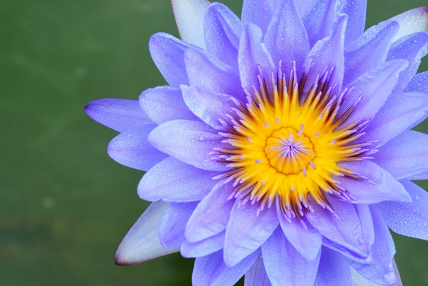 Violet water lily — Stock Photo, Image