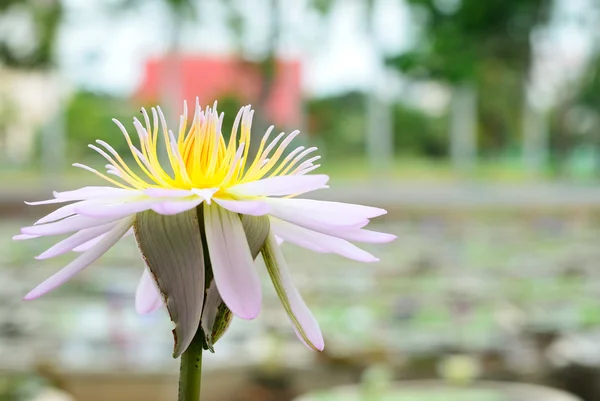 Witte waterlelie — Stockfoto