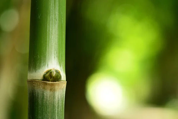 O bambu na natureza — Fotografia de Stock