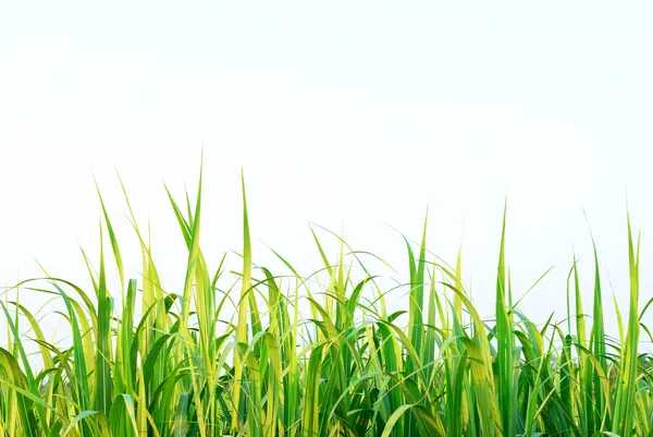 Sugar cane leaf background — Stock Photo, Image