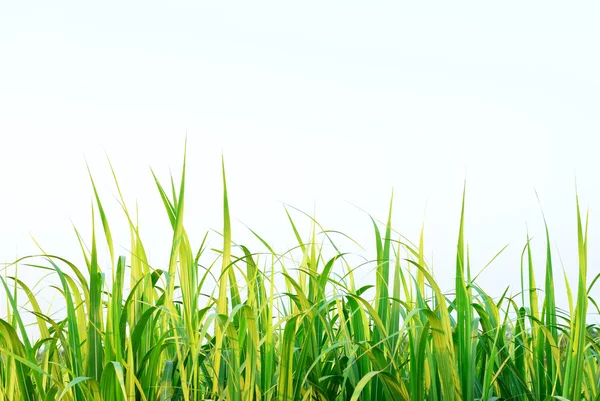 Fondo de hoja de caña de azúcar — Foto de Stock