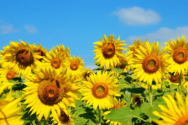 Many of the sunflower — Stock Photo, Image