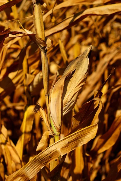 Сухий кукурудзи — стокове фото