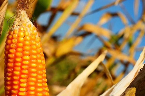 Corn for background — Stock Photo, Image