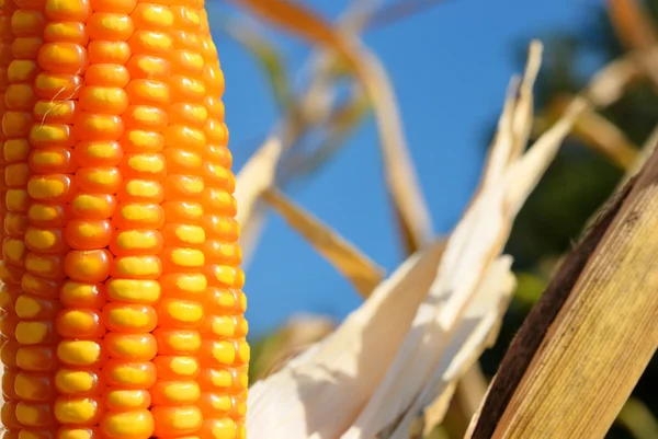 Primer plano en el maíz —  Fotos de Stock