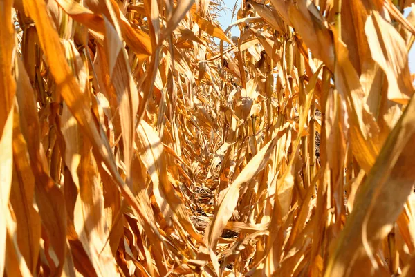 Campo di mais sfondo — Foto Stock