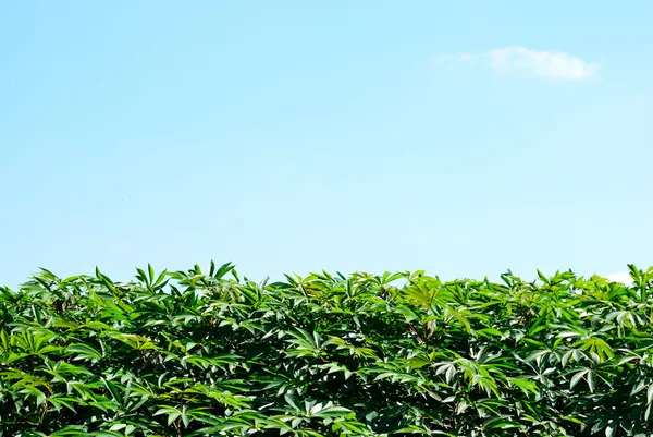 Cassava leaf background — Stock Photo, Image