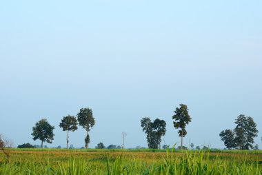 şeker kamışı bir ağaç
