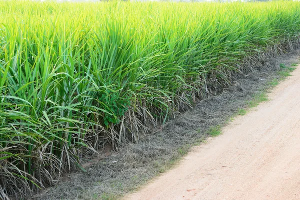 Bad sugar cane field — Stock Photo, Image