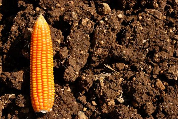 Corn on ground — Stock Photo, Image