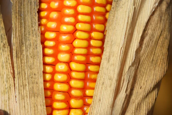 Kukorica aratás után — Stock Fotó