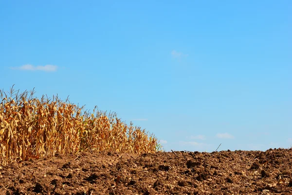 Campo de milho fundo — Fotografia de Stock