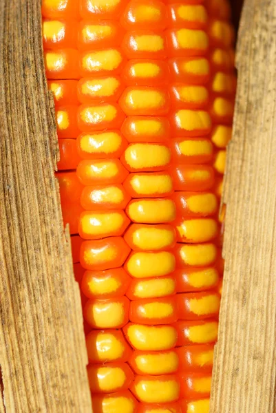 Maïs pour l'alimentation animale — Photo