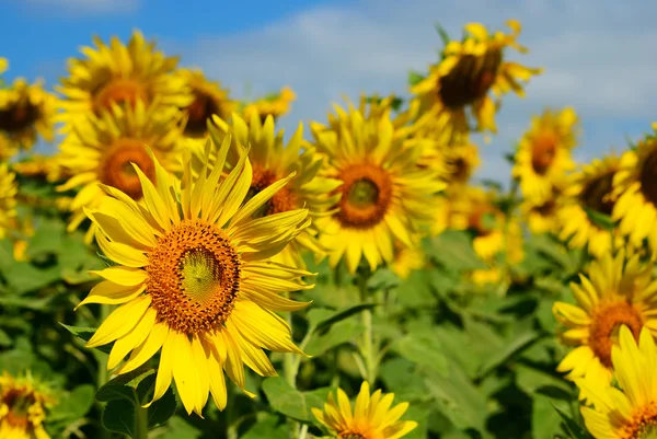 Group of sunflower — Stock Photo, Image