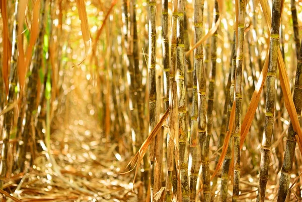 Dry cane row — Stock Photo, Image