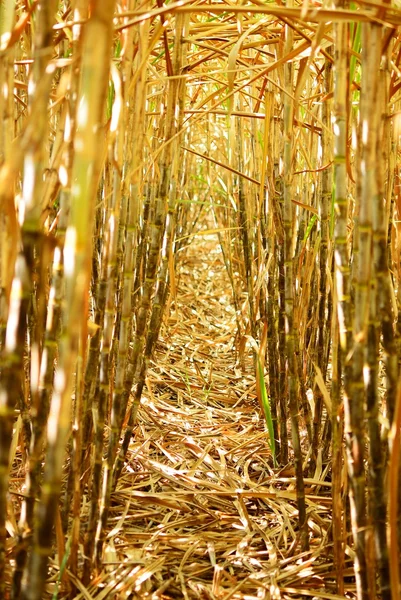 Binnen de suikerriet rij — Stockfoto