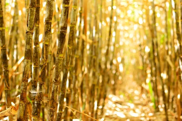 Bereiden van suikerriet rij vóór oogst — Stockfoto