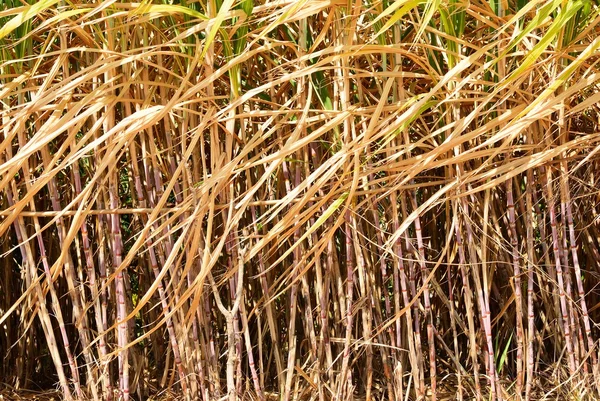 Prepare sugarcane field — Stock Photo, Image