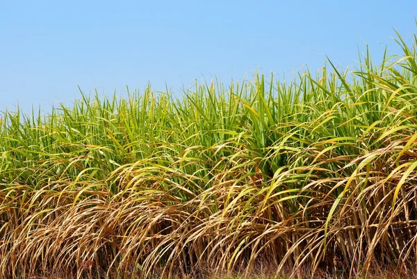 Pola trzciny cukrowej — Zdjęcie stockowe