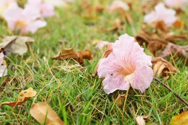 Close up on light purple flower — Stock Photo, Image