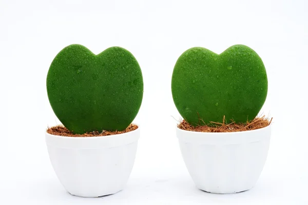 A couple of Heart leaf — Stock Photo, Image