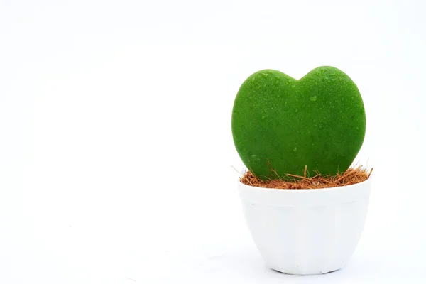 Heart leaf planting — Stock Photo, Image