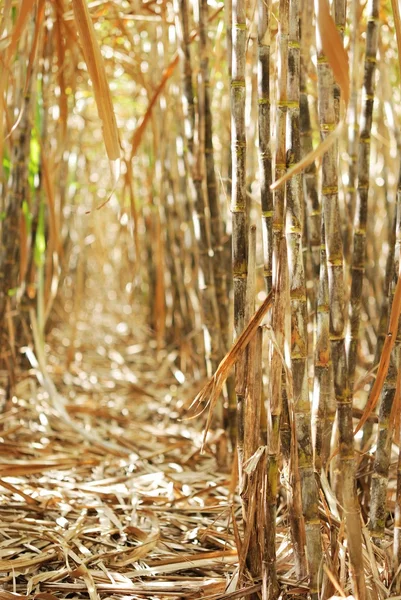 Inside sugar cane row — Stock Photo, Image