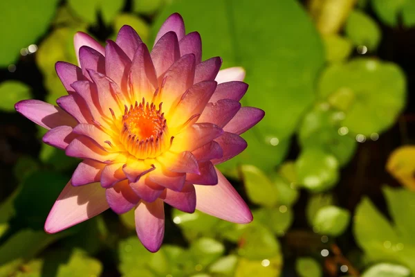 切 hilight 丸的紫罗兰色的水百合 — 图库照片