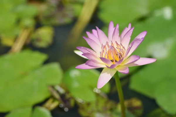 Licht paars water lily — Stockfoto