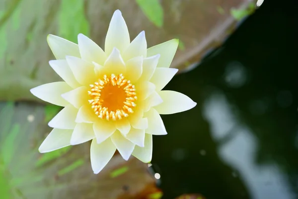 Light yellow water lily — Stock Photo, Image