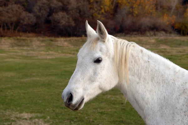 Cavalo branco em pé em um pasto — Fotografia de Stock