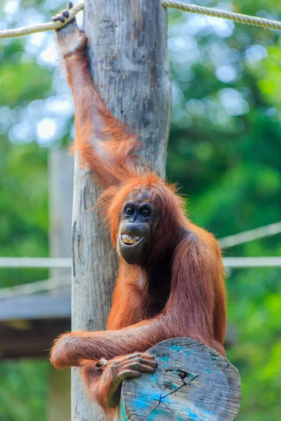 Ουραγκοτάγκους Pongo Pygmaeus Είναι Μόνη Ασιατική Μεγάλη Που Βρέθηκαν Στο — Φωτογραφία Αρχείου