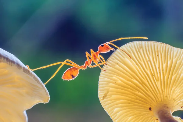 Ameisen Oder Oecoephylla Smaradgina — Stockfoto