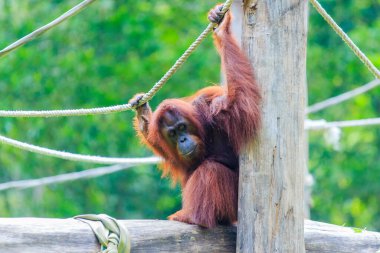 orangutanlar veya pongo pygmaeus Borneo Adası ve Sumatra bulundu sadece Asya harika bir