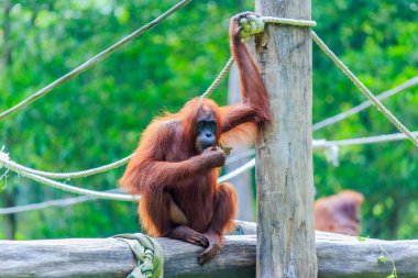 orangutanlar veya pongo pygmaeus Borneo Adası ve Sumatra bulundu sadece Asya harika bir