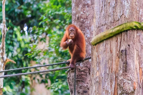 Orángutánok Pongó Pygmaeus Megtalálható Sziget Borneó Szumátra Csak Ázsiai Nagy — Stock Fotó