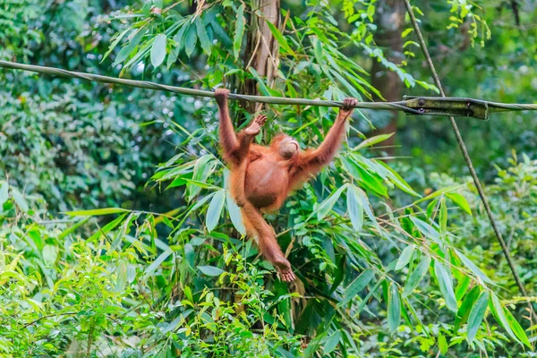 Orángutánok Pongó Pygmaeus Megtalálható Sziget Borneó Szumátra Csak Ázsiai Nagy — Stock Fotó