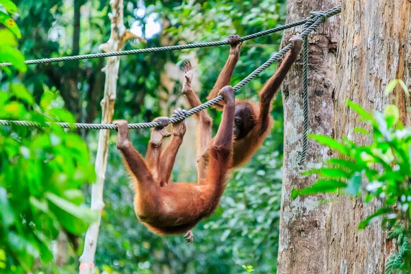 desenho de macaco bonito pendurado - Stockphoto #9066982