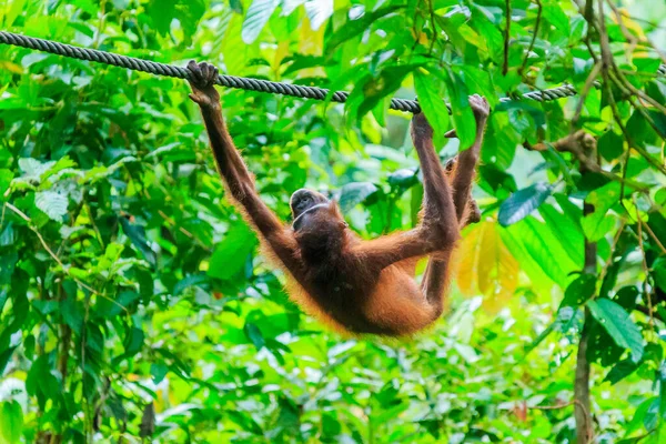 Orang Utans Oder Pongo Pygmaeus Ist Der Einzige Asiatische Großfund — Stockfoto